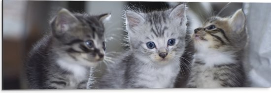 Dibond - Drie kittens met blauwe ogen zitten op een rijtje - 90x30 cm Foto op Aluminium (Wanddecoratie van metaal)