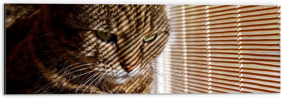 Dibond - Gestreepte kat zit op bank voort het raam - 60x20 cm Foto op Aluminium (Wanddecoratie van metaal)