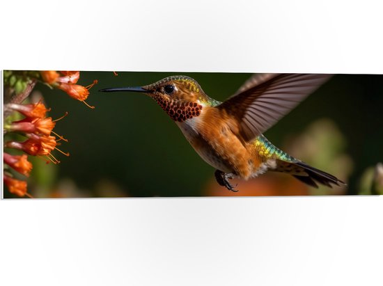 PVC Schuimplaat- Rode kolibrie vogel vliegt naar oranje bloemen toe - 90x30 cm Foto op PVC Schuimplaat