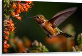 Canvas - Rode kolibrie vogel vliegt naar oranje bloemen toe - 120x80 cm Foto op Canvas Schilderij (Wanddecoratie op Canvas)