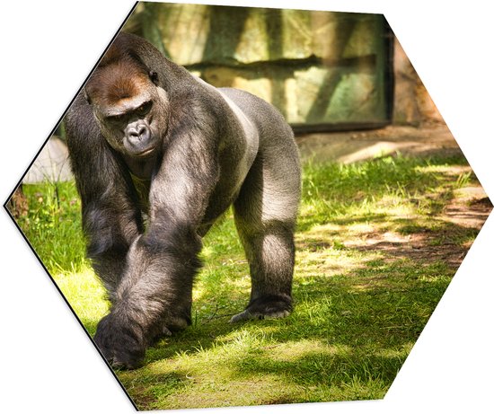 Dibond Hexagon - Gorilla loopt rond in de dierentuin - 70x60.9 cm Foto op Hexagon (Met Ophangsysteem)