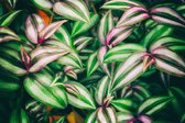 Fotobehang Tropische Bladeren - Vliesbehang - 460 x 300 cm