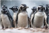 Poster (Mat) - Groep pinguïns waggelen door de sneeuw heen - 120x80 cm Foto op Posterpapier met een Matte look