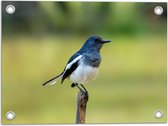 Tuinposter – Opzijkijkende Dayallijster Vogel op Top van Tak - 40x30 cm Foto op Tuinposter (wanddecoratie voor buiten en binnen)