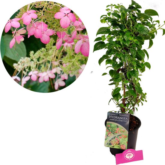 Hydrangea anomala glabra 'Crug Coral' Hortensia grimpant rose tendre, en pot de 2 litres, pour terrasse de jardin ou balcon.