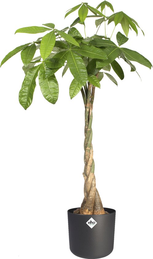 Elho B.for Soft Rond - Bloempotten voor Binnen - 100% Gerecycled Plastic - Set van 3 - Ø 14, 16, 18 cm - Antraciet