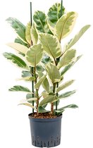 Hydroplant Ficus Elastica Tineke
