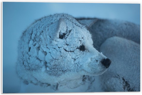 PVC Schuimplaat- Ondergesneeuwde Wolf tijdens Sneeuwstorm - 60x40 cm Foto op PVC Schuimplaat