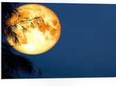 PVC Schuimplaat - Maan met Oranje Gloed achter Silhouet van Hoge Boom - 75x50 cm Foto op PVC Schuimplaat (Met Ophangsysteem)
