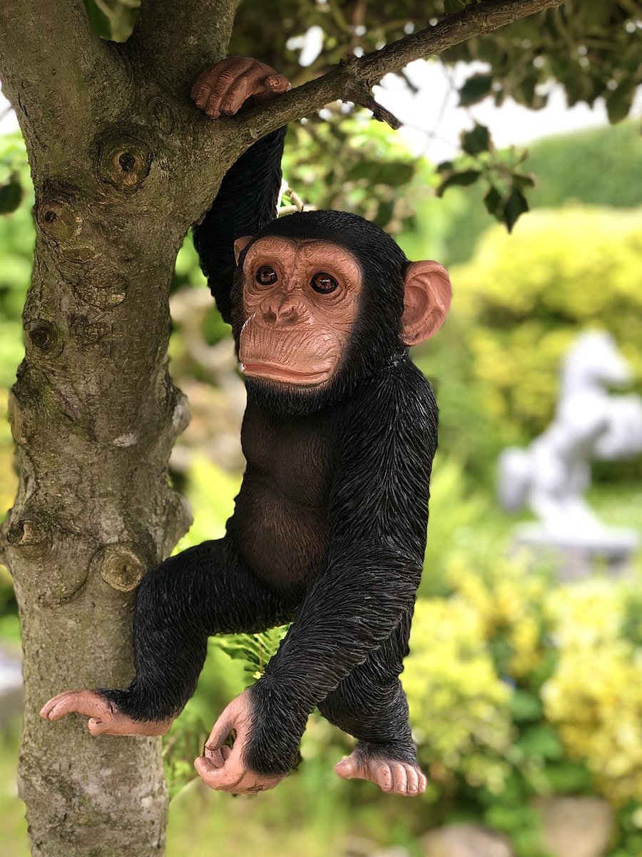 Chimpansee hangend 43 cm hoog - aapje - polyester - polyresin - polystone - hoogkwalitatieve kunststof - decoratiefiguur - interieur - accessoire - voor binnen - cadeau - geschenk - tuinfiguur - tuinbeeldje - tuindecoratie