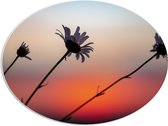 PVC Schuimplaat Ovaal - Madeliefjes bij Zonsondergang - 80x60 cm Foto op Ovaal (Met Ophangsysteem)
