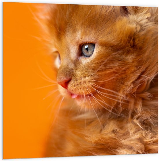 PVC Schuimplaat- Opzijkijkende Rode Langharige Kitten tegen Oranje Achtergrond - 100x100 cm Foto op PVC Schuimplaat