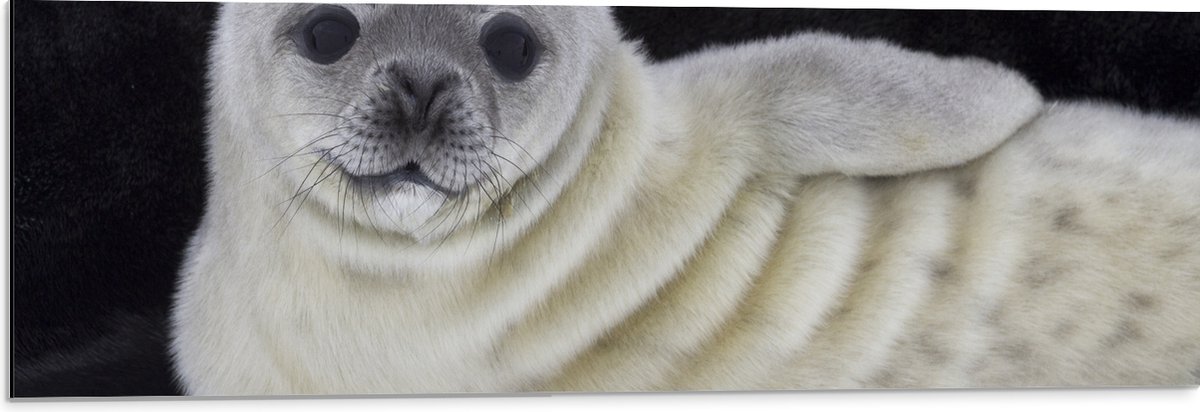 Dibond - Liggende Poserende Baby Zeehond - 90x30 cm Foto op Aluminium (Wanddecoratie van metaal)