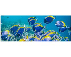 Poster (Mat) - School Witborstdokers Vissen Zwemmend op de Bodem van de Zee - 60x20 cm Foto op Posterpapier met een Matte look