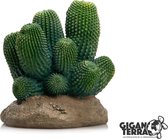 Cactus Giganterra 12x12x13 cm