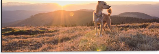 Dibond - Bruine Hond op de Top van de Berg bij Zonsondergang - 90x30 cm Foto op Aluminium (Met Ophangsysteem)