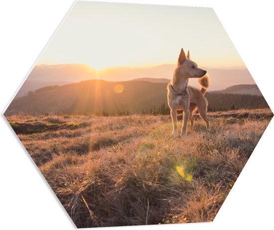 PVC Schuimplaat Hexagon - Bruine Hond op de Top van de Berg bij Zonsondergang - 80x69.6 cm Foto op Hexagon (Met Ophangsysteem)