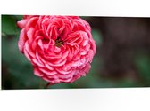 PVC Schuimplaat- Close-up van Bloeiende Roze Tuin Roos - 100x50 cm Foto op PVC Schuimplaat