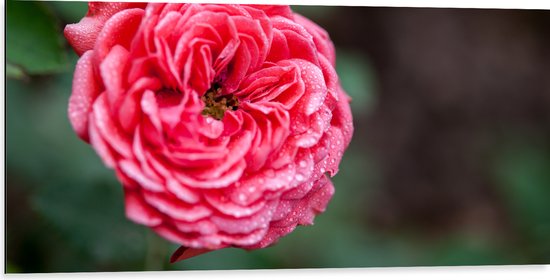 Dibond - Close-up van Bloeiende Roze Tuin Roos - 100x50 cm Foto op Aluminium (Met Ophangsysteem)