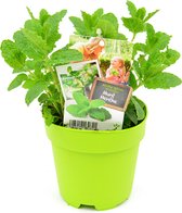 Menthe marocaine - 2 plantes médicinales Mentha Spicata Moroccan - pot vert (Ø13cm)
