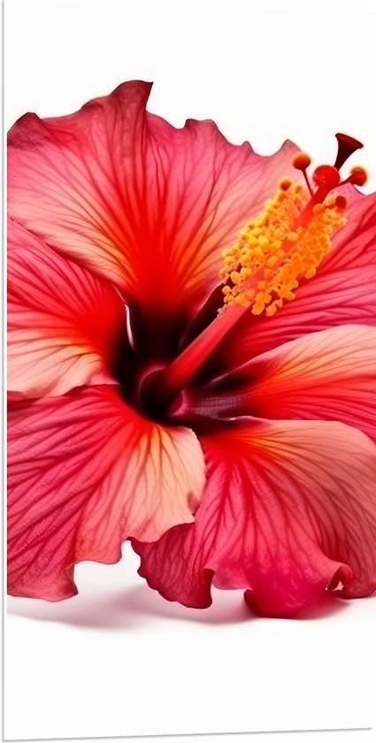 PVC Schuimplaat- Bloeiende Rode Hibiscus Bloem tegen Witte Achtergrond - 50x100 cm Foto op PVC Schuimplaat
