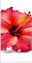 Acrylglas - Bloeiende Rode Hibiscus Bloem tegen Witte Achtergrond - 50x100 cm Foto op Acrylglas (Wanddecoratie op Acrylaat)