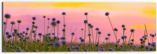 Dibond - Bloemenveld Vol Paarse Knopjes Bloemen - 60x20 cm Foto op Aluminium (Wanddecoratie van metaal)