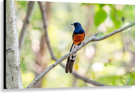 Canvas - Blauw met Oranje Shamalijster Vogel zittend op Kleine Tak van Boom - 120x80 cm Foto op Canvas Schilderij (Wanddecoratie op Canvas)