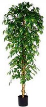 Ficus Benjamina 210cm excl. sierpot