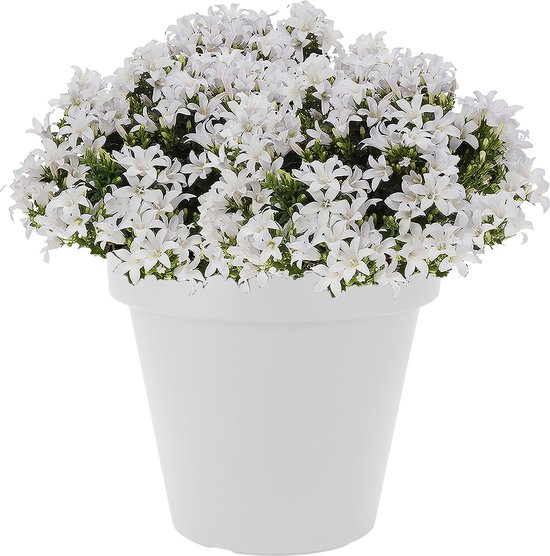 Pot de fleurs rond b.for - plastique - ø30 - blanc