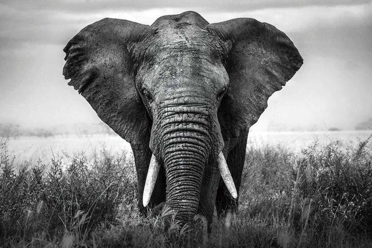 Glasschilderij - Olifant Zwart Wit - Foto print op glas