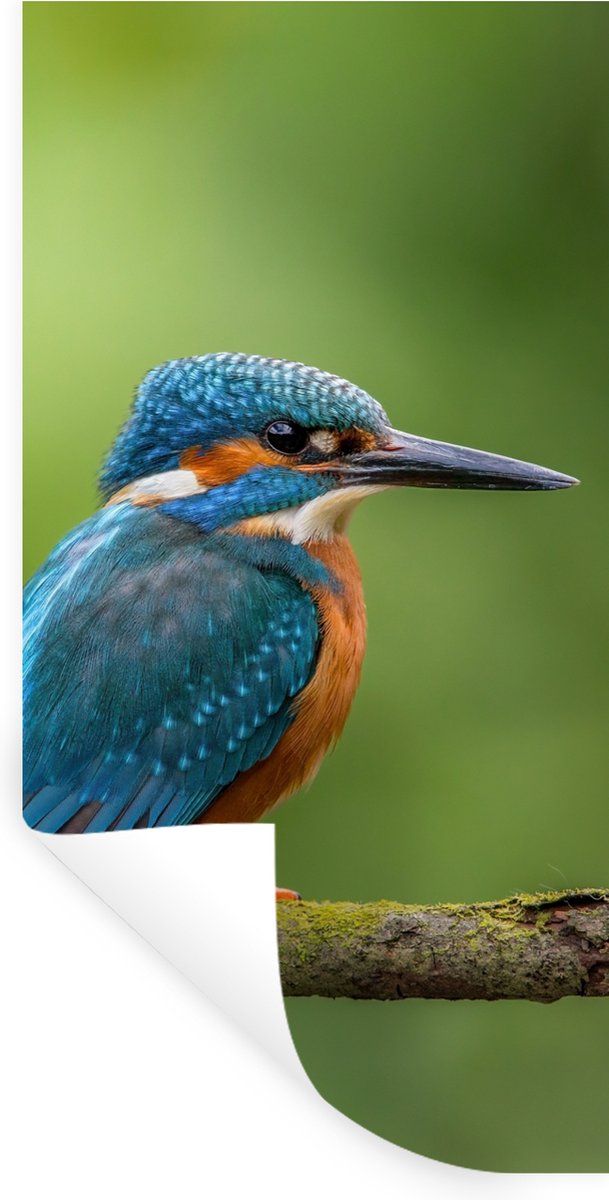 Muurstickers - Sticker Folie - IJsvogel - Tak - Mos - Vogel - Groen - 60x120 cm - Plakfoli