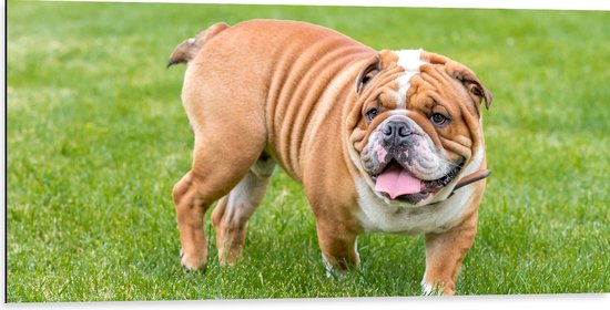 Dibond - Rimpelige Engelse Bulldog in het Grasveld - 100x50 cm Foto op Aluminium (Met Ophangsysteem)