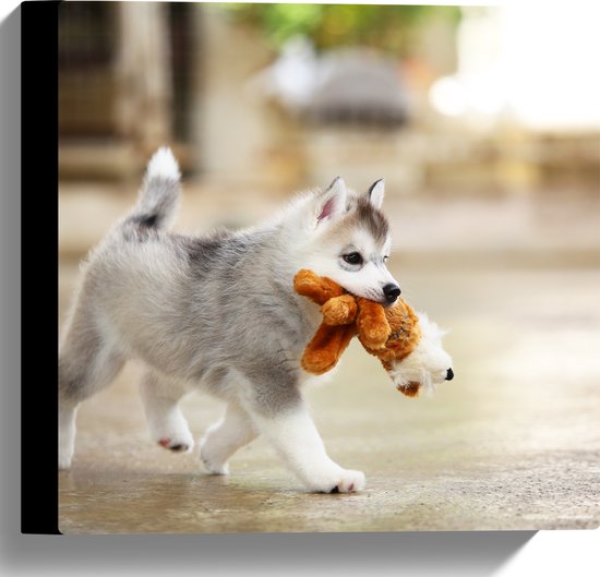 Canvas - Siberische Husky Puppy met Knuffel - 30x30 cm Foto op Canvas Schilderij (Wanddecoratie op Canvas)