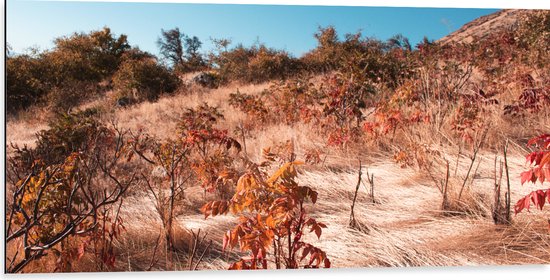 Dibond - Landschap - Bomen - Bloemen - Planten - Wind - Kleuren - 100x50 cm Foto op Aluminium (Met Ophangsysteem)