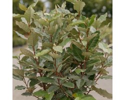 Olijfwilg - Elaeagnus ebbingei 'Compacta' - 40-50 cm