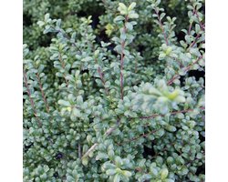 Hulst - Ilex crenata 'Glorie Dwarf' - Pot 9x9cm
