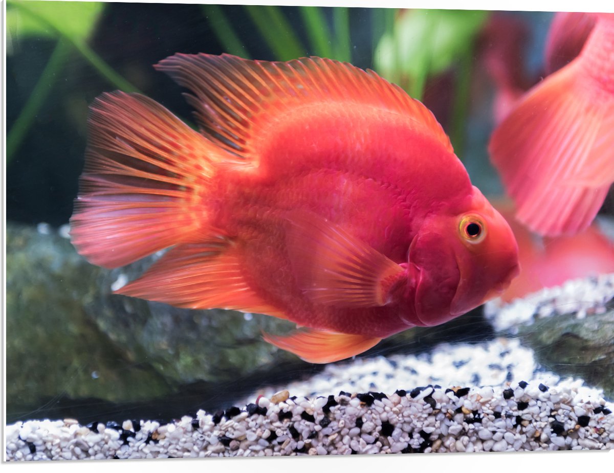 PVC Schuimplaat- Rode Papegaai Cichlide Vis Zwemmend in Aquarium - 80x60 cm Foto op PVC Schuimplaat