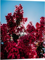 Acrylglas - Bomen - Bloemen - Bloesem - Zon - 75x100 cm Foto op Acrylglas (Met Ophangsysteem)