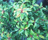 Portugese laurier - Prunus lusitanica 'Brenelia'® - 40-50 cm