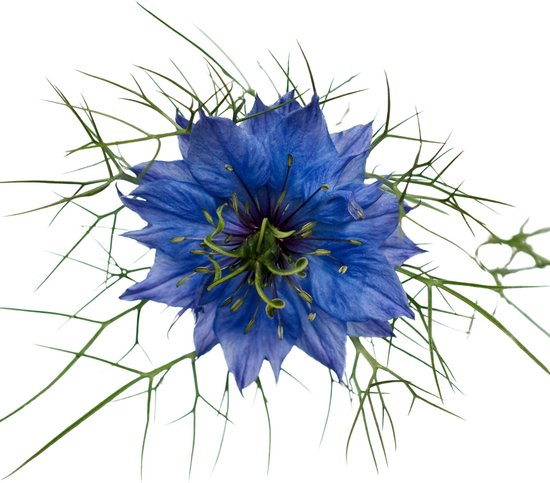 Black Seed Oil 250ml 100% Puur, Biologisch en Onbewerkt - Zwarte Zaad Olie - Nigella Sativa Olie Black Seed Oil 250ml 100% Puur, Biologisch en Onbewerkt - Zwarte Zaad Olie - Nigella Sativa Olie