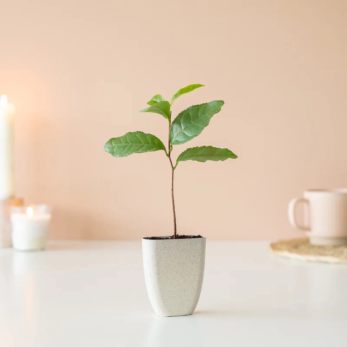 Le théier : découvrez l'arbre camellia sinensis - Ma Box Thé