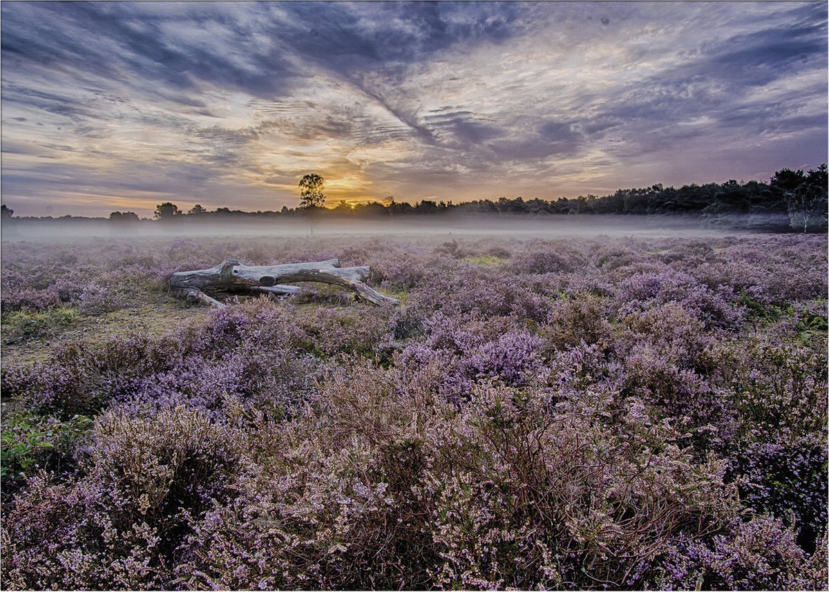 Art for the Home Lavendelveld Buitencanvas 50x70 cm