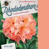 Rhododendron 'Tortoiseshell Orange' - 40-50 cm