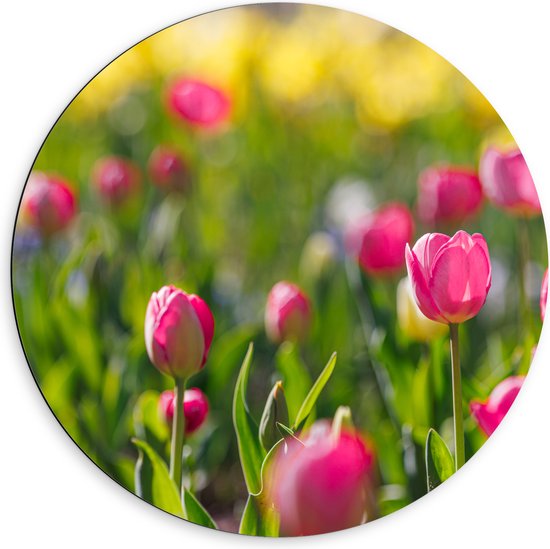 Dibond Muurcirkel - Roze Dichte en Open Tulpen in Bloemenveld - 60x60 cm Foto op Aluminium Muurcirkel (met ophangsysteem)