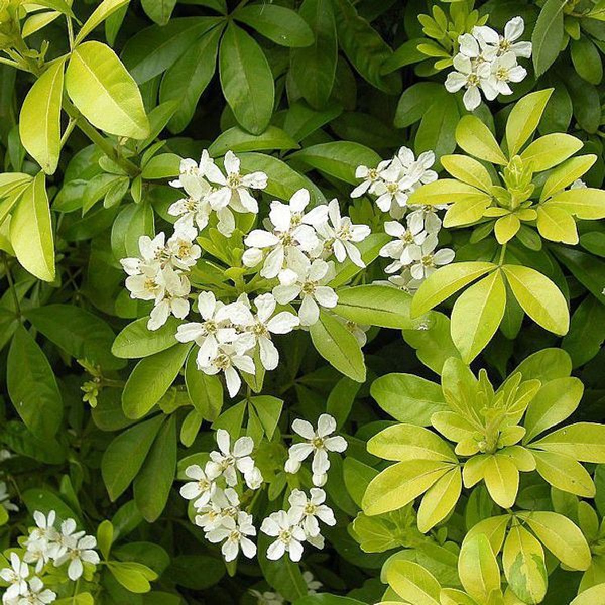 Mexicaanse oranjebloesem , glansmispel - Choisya ternata 40-50 cm