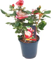 Grootbloemige roos - trosroos - Rosa Nostalgie - heerlijk geurend - Ø19cm