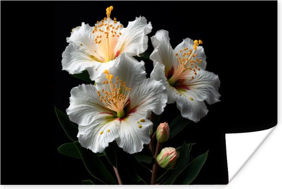 Poster Bloemen - Wit - Hibiscus - Natuur - Zwart