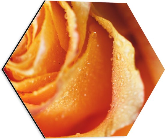 Dibond Hexagon - Close-up van Regendruppels op Oranje Roos - 40x34.8 cm Foto op Hexagon (Met Ophangsysteem)