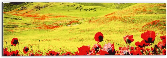 Dibond - Groep Rode Bloemen in Heuvellandschap - 60x20 cm Foto op Aluminium (Wanddecoratie van metaal)